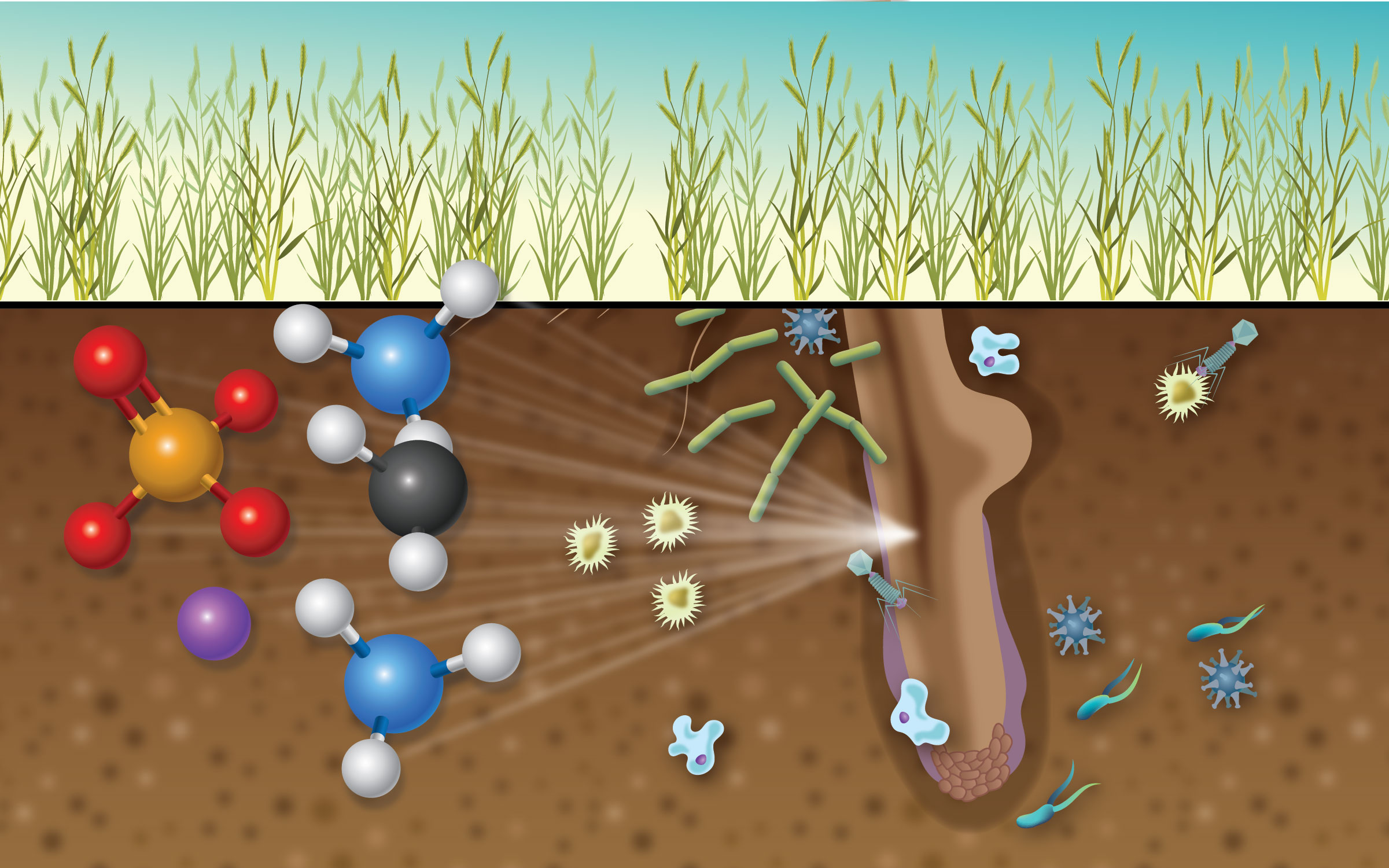 Rhizosphere Interactions on Soil Carbon Cycle under Stress Environments